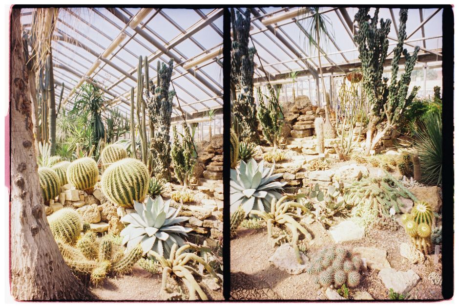 A vibrant display of various cacti and succulents in a sunny indoor conservatory.
