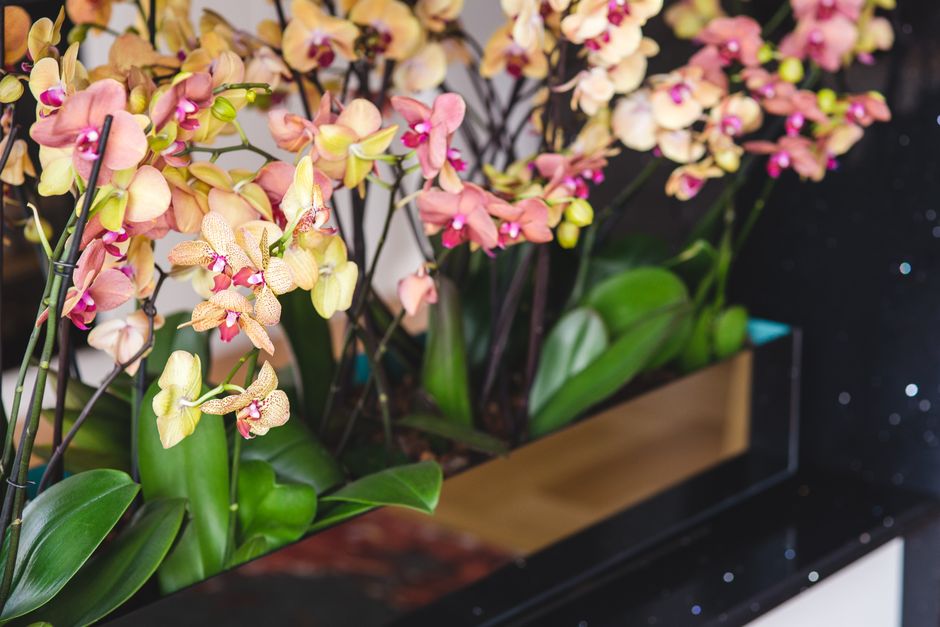 A stunning arrangement of vibrant orchids in a modern indoor planter, showcasing their beauty.